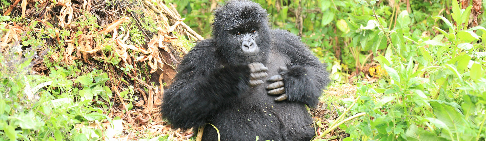 マウンテンゴリラ